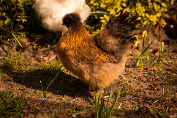 chicken in the grass