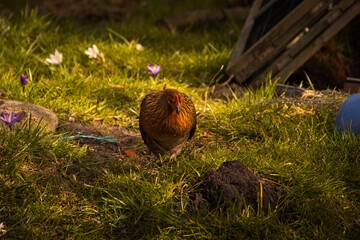 the spring