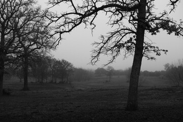 Foggy field in Texas landscape with eerie silhouette of trees during winter morning outdoors in nature.