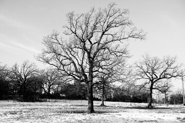 Scenic winter landscape over Texas field with trees in snow.