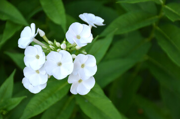 Obraz na płótnie Canvas Small white flowers in greenery.