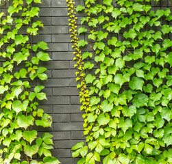 ivy leaves on gray brick background - obrazy, fototapety, plakaty
