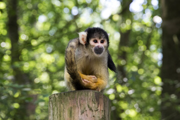 Squirrel monkey sitting on a tree