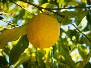 yellow lemon in lemon tree in Spring