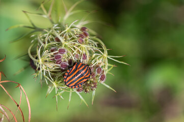 Fototapeta na wymiar Graphosoma italicum - Italian Striped-Bug - Punaise arlequin