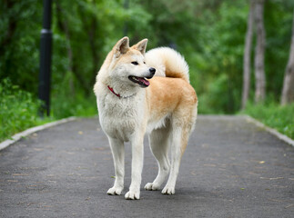 Akita inu japanese dog