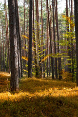 Autumn landscape. Yellow, red, orange and brown leaves. Fall foliage during autumn season with warm sunlight in the forest.