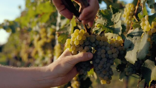 Winemaker harvesting yellow grapes in the vineyard