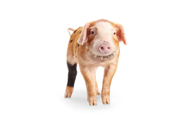 Studio shot of a small pig with a studded collar