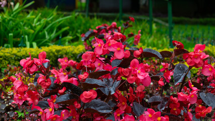 Close Colorful  Flower Ooty Park  View Trip Photo