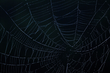 Dew on spooky spiderweb for Halloween.