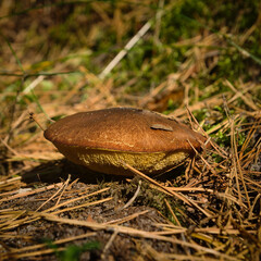 Edible and inedible mushrooms occurring in Poland. © Adam