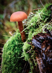 Edible and inedible mushrooms occurring in Poland. © Adam