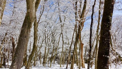森の冬景色　雪の積もった森と青空の風景