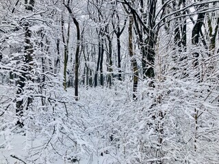 雪の積もった森の風景　冬景色
