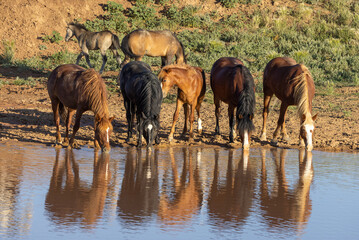 Fototapeta premium Wild Horses at a Desert Waterhole in Wyoming in Summer