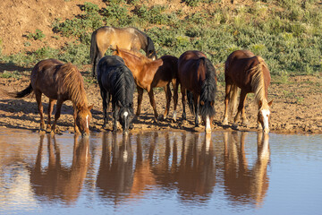Wild Horses at a Desert Waterhole in Wyoming in Summer