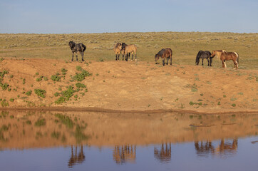 Fototapeta na wymiar Wild Horses at a Desert Waterhole in Wyoming in Summer