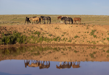 Obraz premium Wild Horses at a Desert Waterhole in Wyoming in Summer