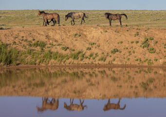 Obraz premium Wild Horses at a Desert Waterhole in Wyoming in Summer