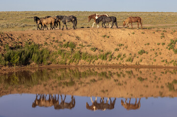 Wild Horses at a Desert Waterhole in Wyoming in Summer