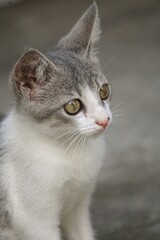 Close up image of a cute silver tabby baby cat