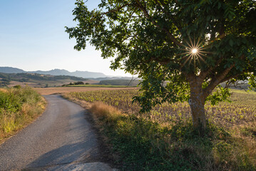 Country road in the Montaña Alavesa. Alava