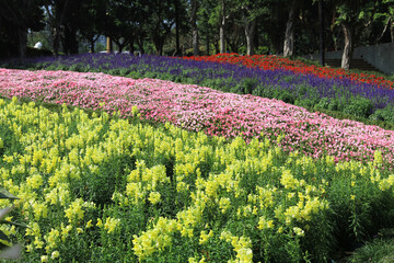 a Beautiful Antirrhinum majus dragon flower is blooming in the garden.