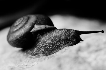 Snail on rock in garden close up, black and white.