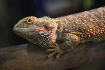 Close up head Horned Lizard at thailand