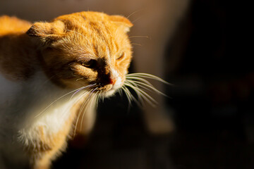 Portrait of a beautiful orange cat