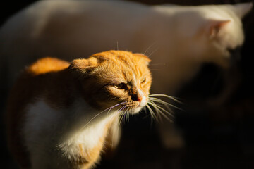 Portrait of a beautiful orange cat