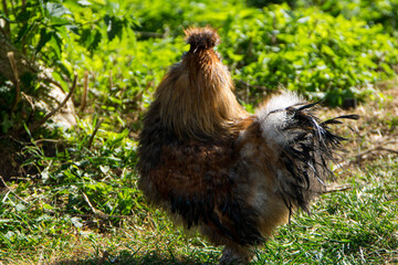chicken in grass