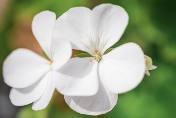 White Roses & White flowers