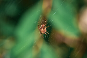 Common garden spider