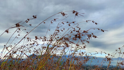 Abstract Defocused Blurred Photo of weeds on the top of a hill with a cloudy sky background in the Cicalengka area - Indonesia in the morning. Not Focus