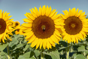 Obraz premium close up of a beautiful sunflower picture in the morning sunlight