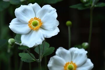 Dostojne białe anemony (zawilce), kwiaty jesieni