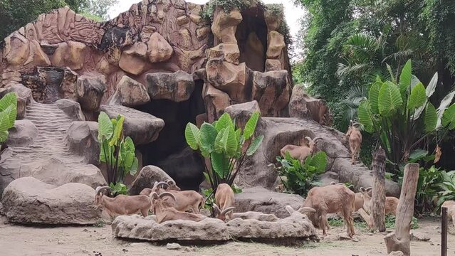 Barbary sheep are found in arid mountainous areas where they graze and browse grasses, bushes, and lichens