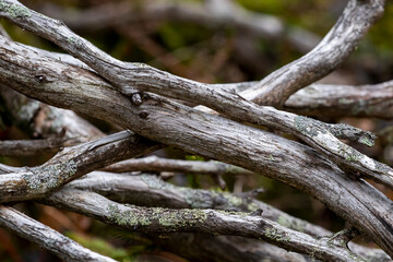 Old barkless tree branches with some lichen growing on them