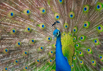 Obraz premium Beautiful Indian peacock&nbsp;displaying his tail