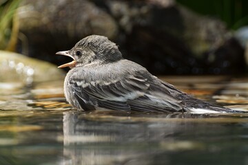 Juvenile white wagtail in the water of a bird watering hole. Moravia. Czechia. 