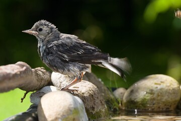 Juvenile white wagtail on stones shakes water from feathers after a bath. Moravia. Czechia. 