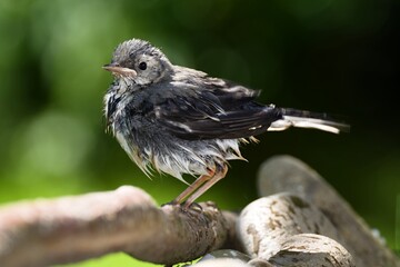 Young white wagtail on a stick after bathing. Moravia. Czechia. 