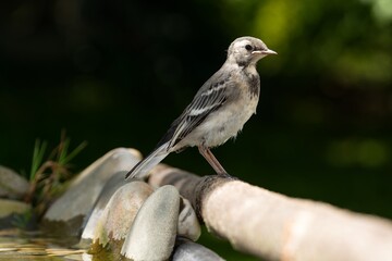 : Young white wagtail sits on a stick at the bird's water hole. Moravia. Czechia. 