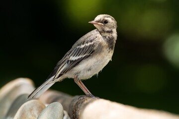 Young white wagtail sits on a stick at the bird's water hole. Moravia. Czechia