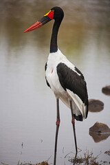 Female Saddle-billed Stork (Ephippiorhynchus senegalensis) 15046
