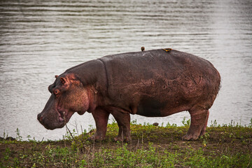 Grazing Hippo (Hippopotamus amphibius) 15114