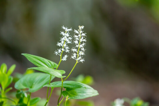 Maianthemum bifolium known as false lily of the valley or May lily blooming in white flowers in Finnish nature