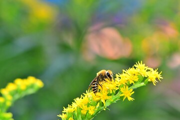 Piękna dzika pszczoła lepiarka (Colletes sp.) na kwiatach nawłoci kanadyjskiej (Solidago canadensis) - obrazy, fototapety, plakaty